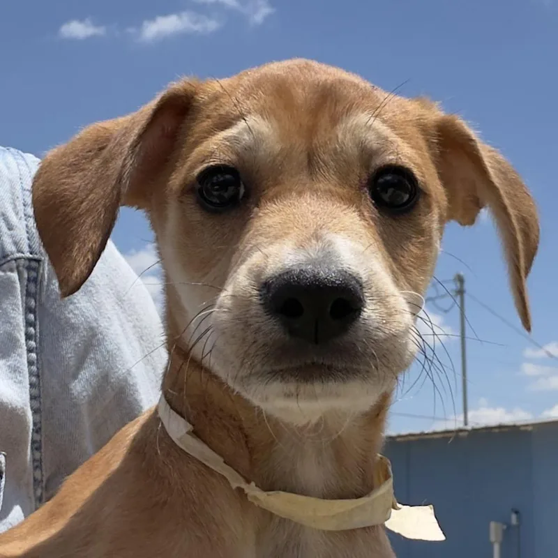 A baby medium-sized male Brown / Chocolate Mixed Breed dog named Benny for adoption in Leander, TX