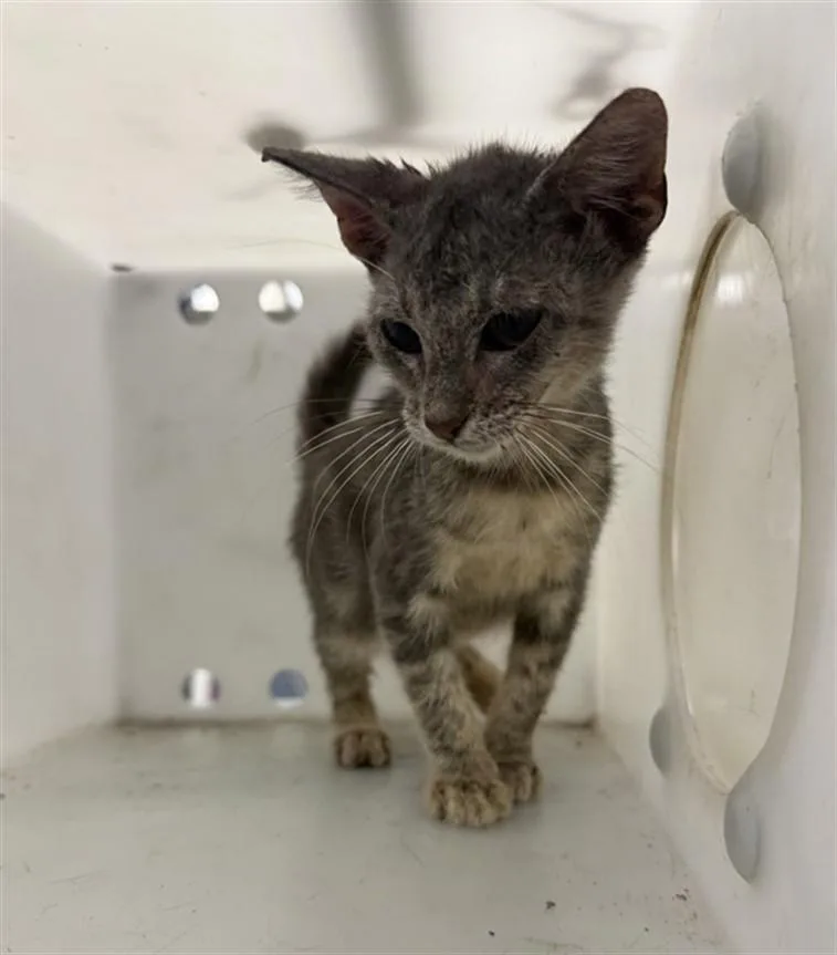A baby small-sized female Domestic Medium Hair cat named Munchkin for adoption in Houston, TX