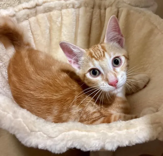 A baby small-sized male Domestic Short Hair cat named Mason for adoption in York, SC
