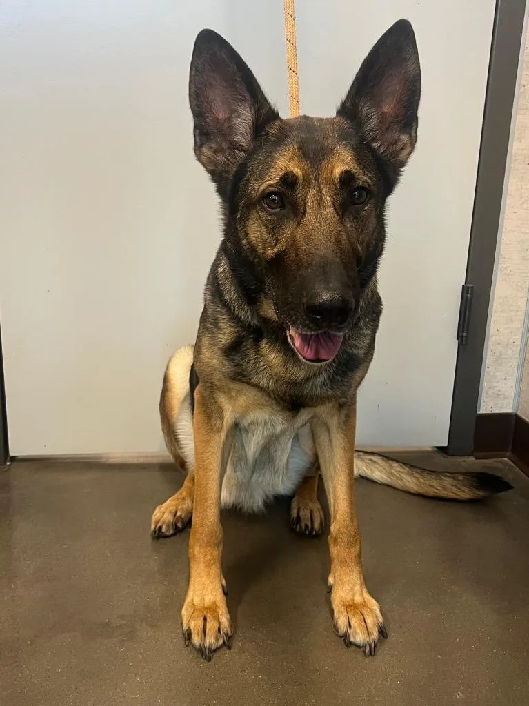 A young large-sized female German Shepherd Dog dog named Jennie for adoption in Clarksville, TN