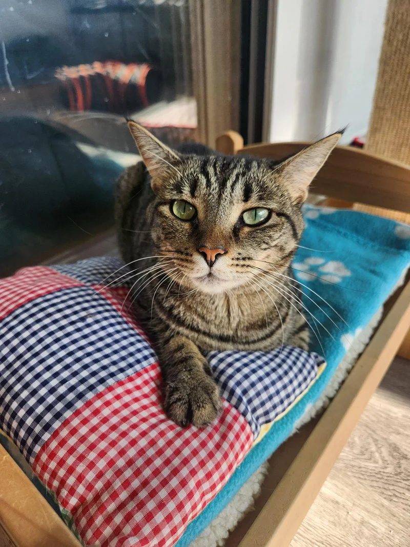An adult medium-sized female Domestic Short Hair cat named Ellie for adoption in Magnolia Springs, AL