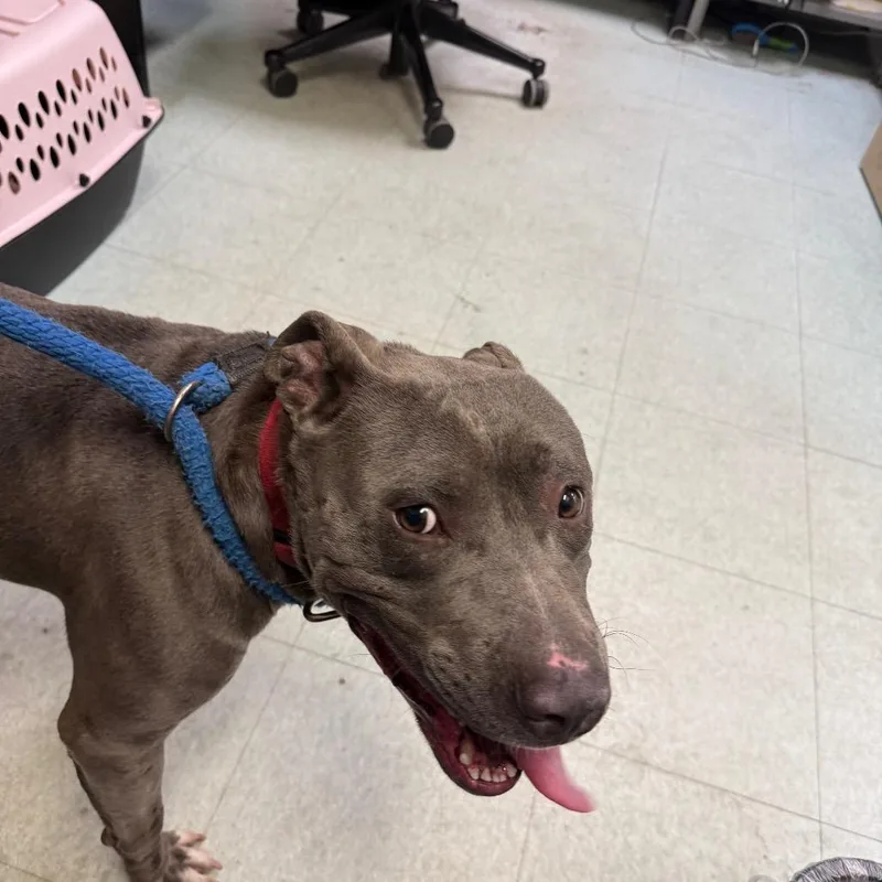 A young medium-sized male Gray / Blue / Silver Pit Bull Terrier dog named Sargent Pepper for adoption in Philadelphia, PA