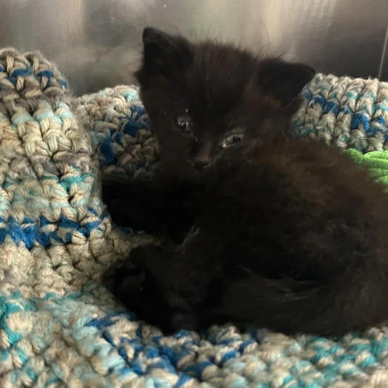A baby small-sized male Black Domestic Short Hair cat named Colt for adoption in Mount Vernon, IN