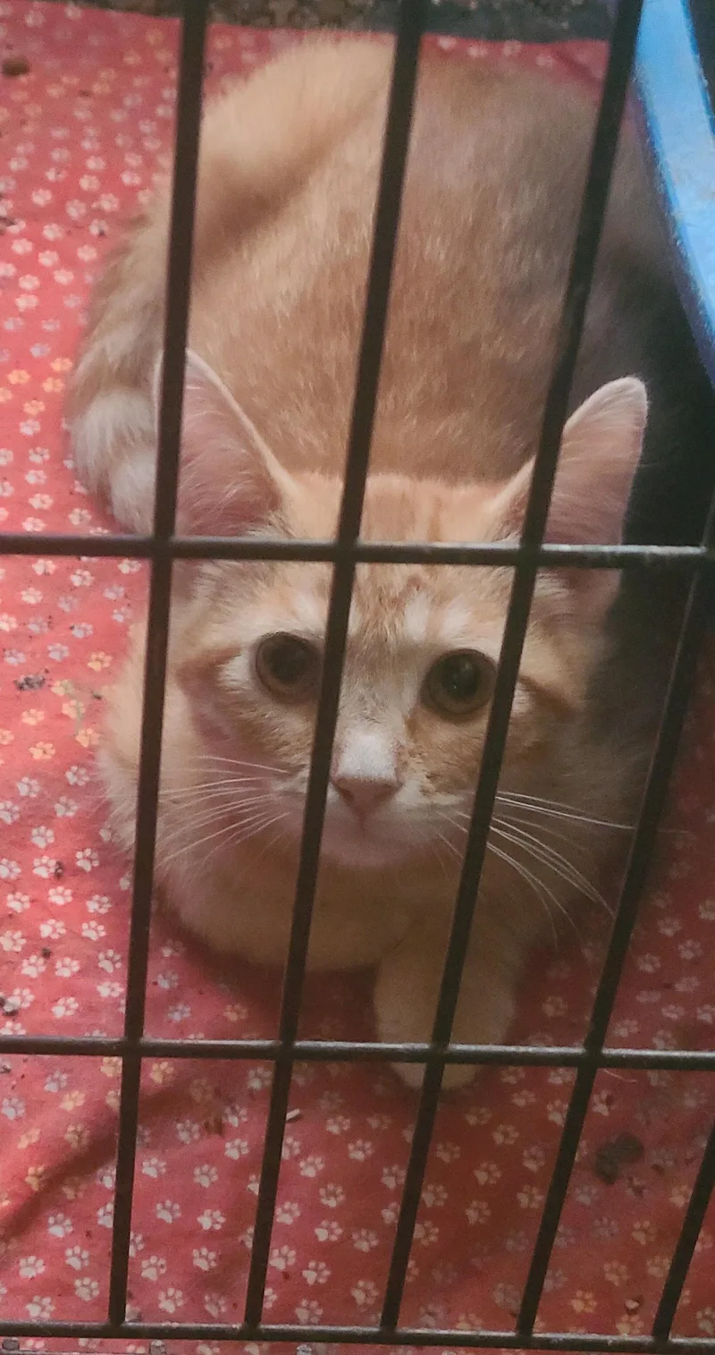 A baby medium-sized male Tabby (Orange / Red) Tabby cat named Little Foot for adoption in Georgetown, KY