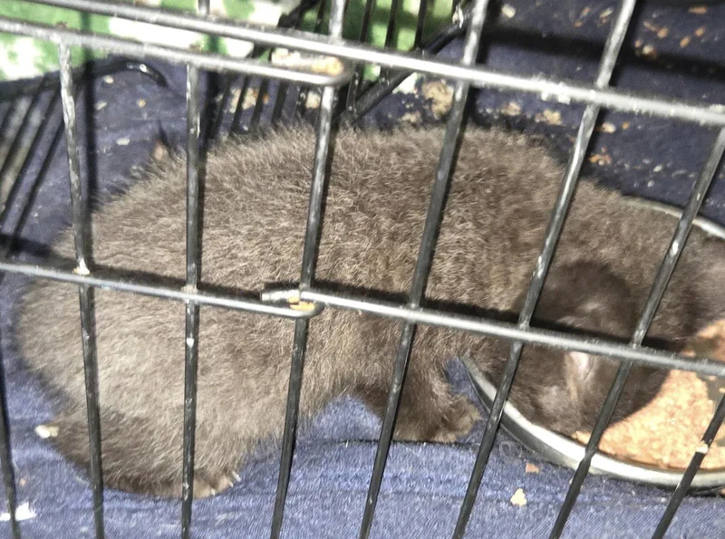 A baby medium-sized female Black Domestic Short Hair cat named Snuggles for adoption in White Bluff, TN