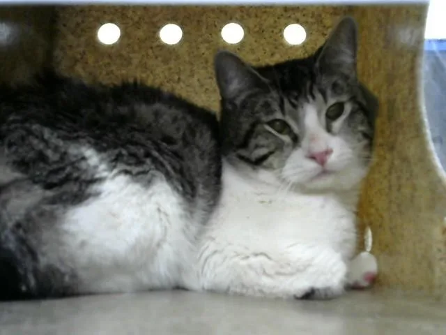 An adult medium-sized male Domestic Short Hair cat named Klide for adoption in Albuquerque, NM