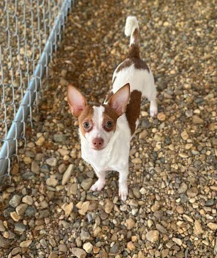 A young small-sized male Chihuahua dog named Specter for adoption in Marshall, TX
