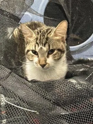 A baby medium-sized male Domestic Short Hair cat named Andy for adoption in West Chester, PA