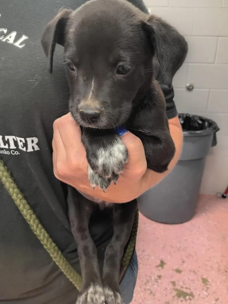 A baby small-sized female American Staffordshire Terrier dog named Ocean for adoption in Pierceton, IN