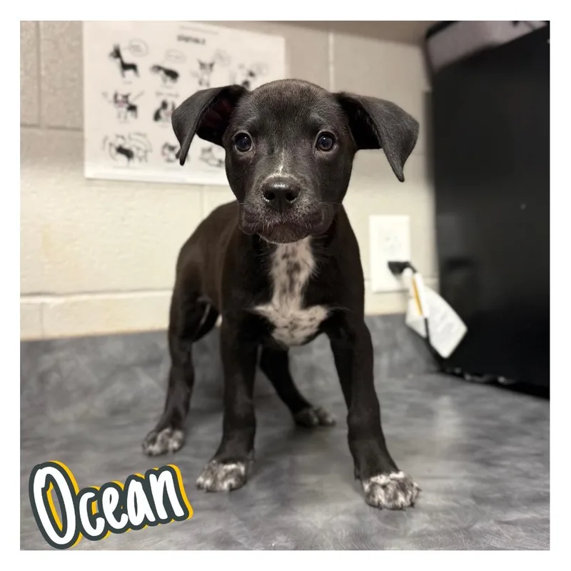 Ocean thumbnail 3