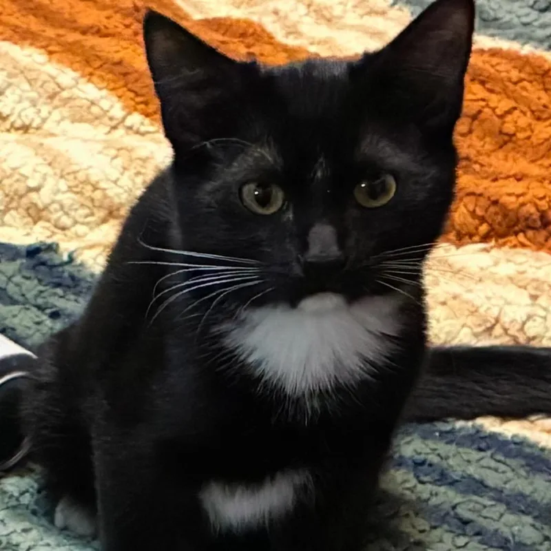 A young medium-sized male Domestic Short Hair cat named Walker for adoption in Ferndale, WA