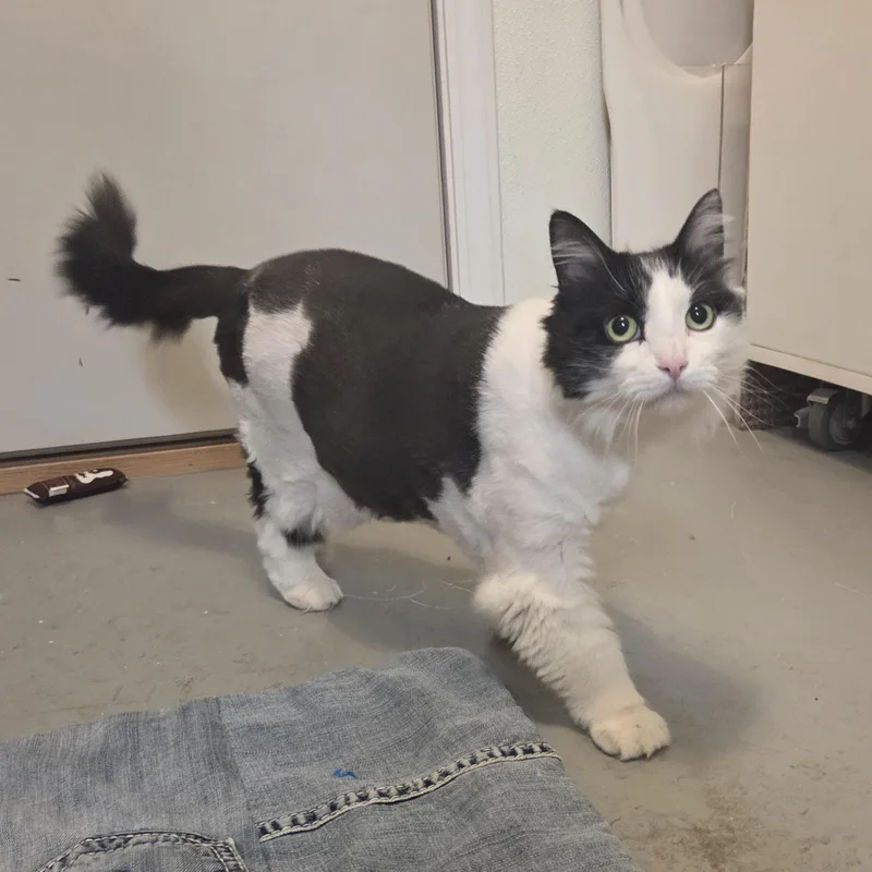 An adult large-sized female Black Domestic Long Hair cat named Estelle for adoption in Manistique, MI