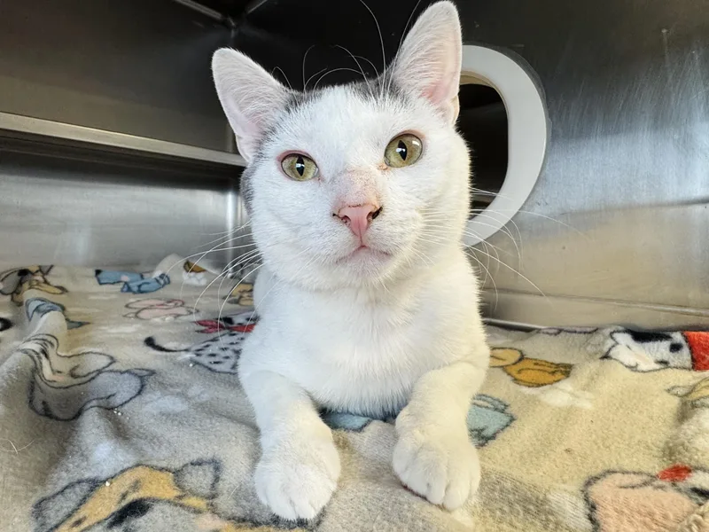 A young medium-sized male Gray & White Domestic Short Hair cat named Sanford for adoption in Watertown, WI