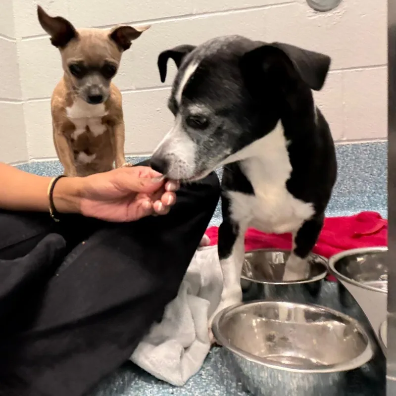 A senior small-sized female Yellow / Tan / Blond / Fawn Chihuahua dog named Daisy for adoption in Greensboro, NC