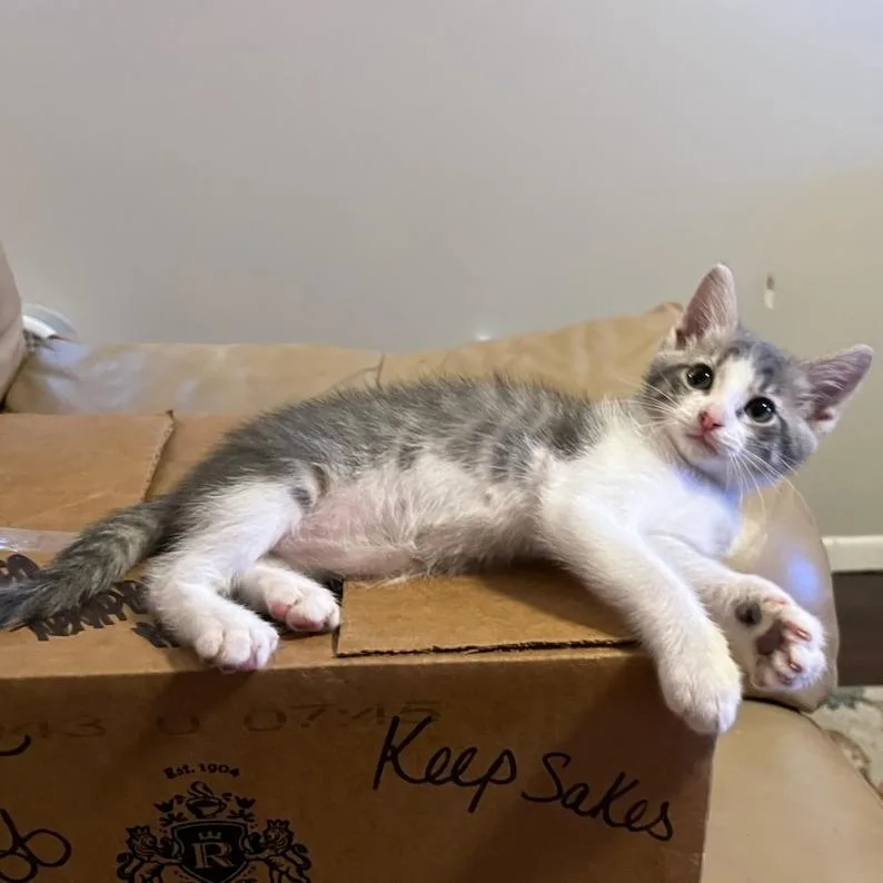 A baby small-sized male Gray / Blue / Silver Domestic Short Hair cat named FableC for adoption in East Saint Louis, IL