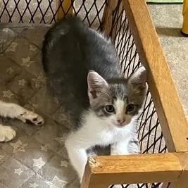 FableC thumbnail 2