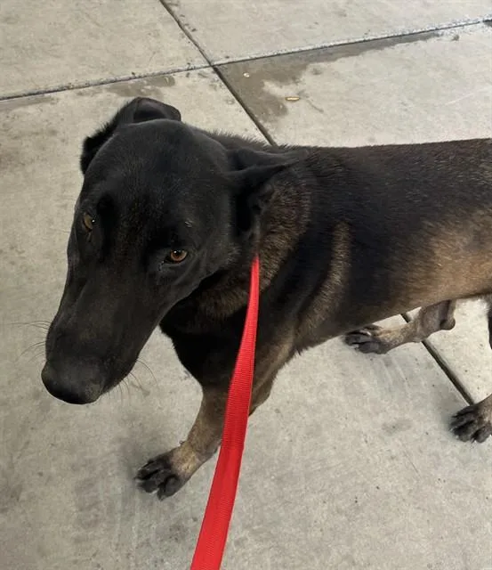 A young medium-sized male Black Belgian Shepherd / Malinois dog named Steven  Urgent for adoption in Thousand Oaks, CA