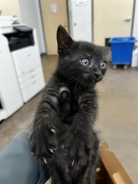 A baby medium-sized male Domestic Medium Hair cat named Harry for adoption in Dallas, TX