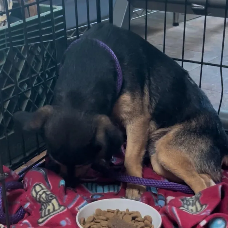 An adult small-sized male Black Mixed Breed dog named Filo for adoption in Austin, TX
