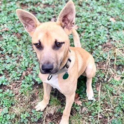 A young medium-sized male Yellow / Tan / Blond / Fawn Mixed Breed dog named Meyer for adoption in Buffalo, MN
