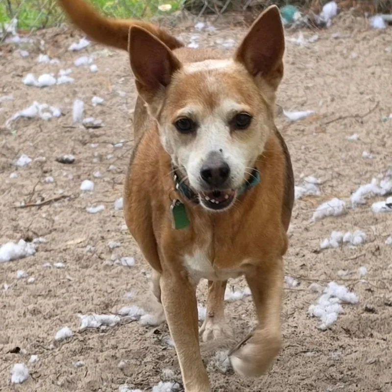 A senior medium-sized female Basenji dog named Abby for adoption in Melrose, FL