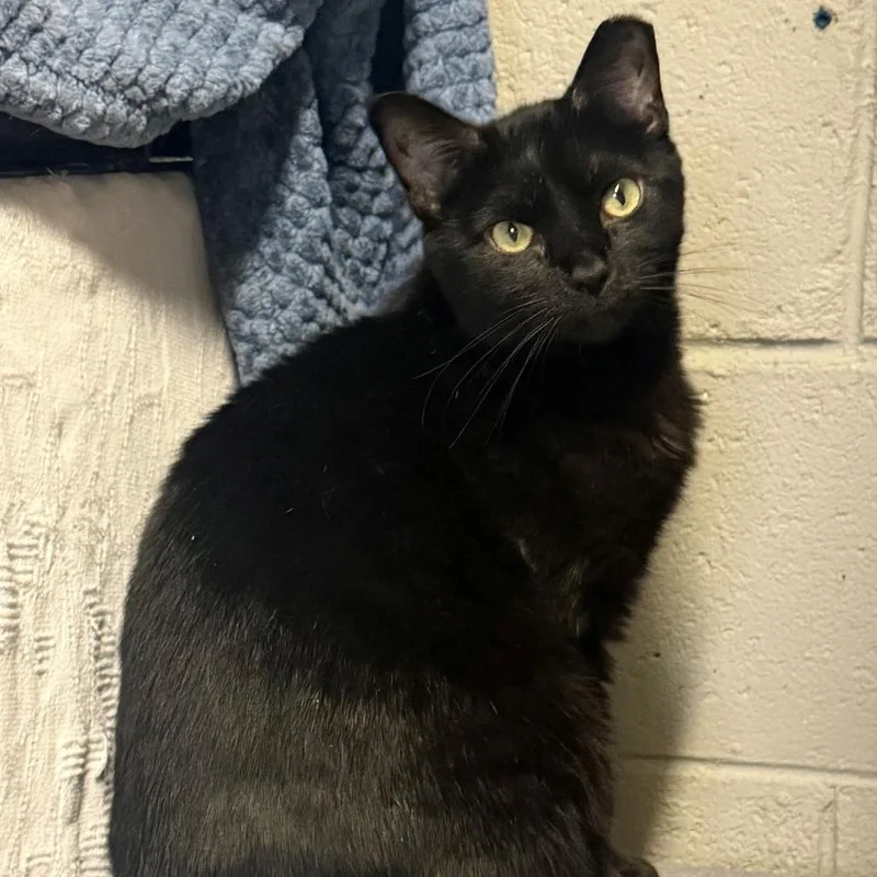 An adult small-sized female Black Domestic Short Hair cat named Dinky for adoption in Pittsburgh, PA