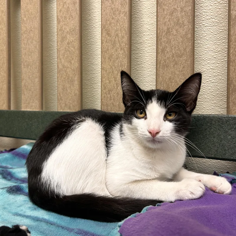 A young small-sized male Black & White / Tuxedo Domestic Short Hair cat named Hiccup for adoption in Myerstown, PA