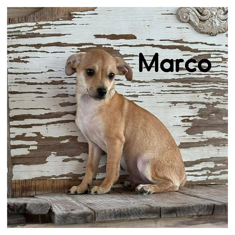 A young small-sized male Chihuahua dog named Marco for adoption in Lake Hopatcong, NJ