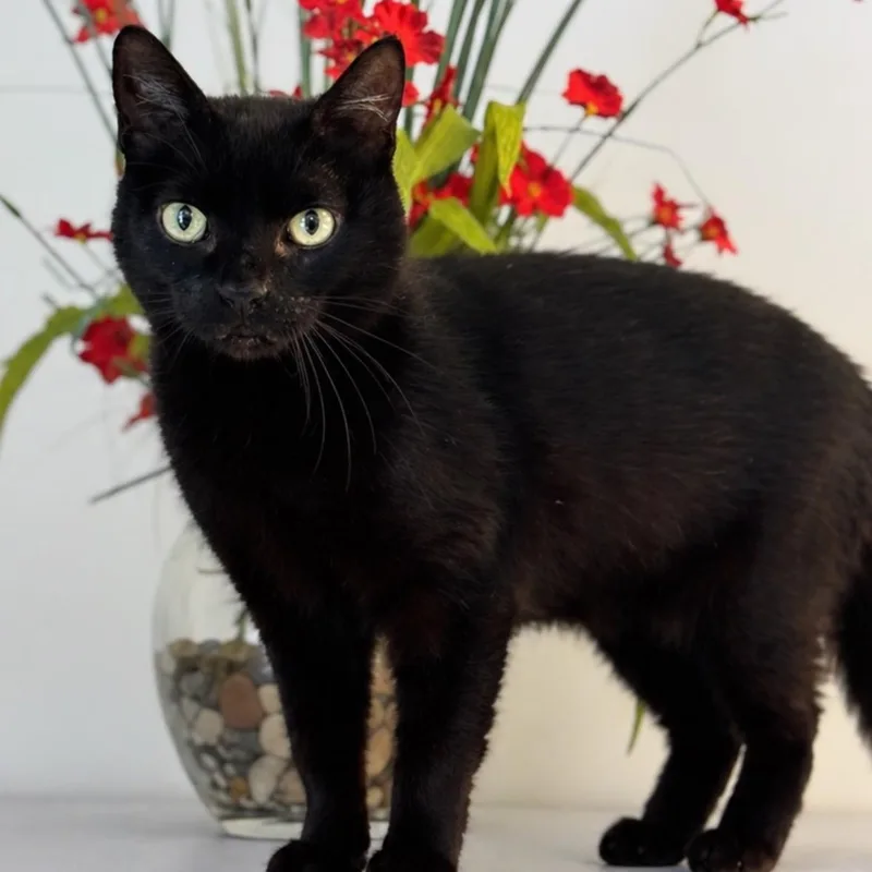 An adult medium-sized female Black Domestic Short Hair cat named Pepper for adoption in Syosset, NY