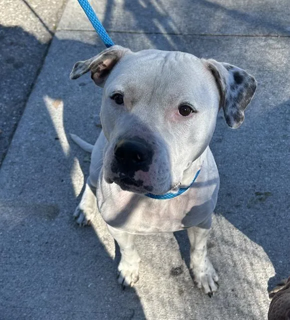 An adult large-sized male Mixed Breed dog named Jake for adoption in Palmetto, FL