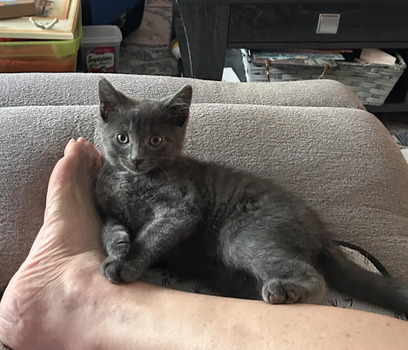 A baby medium-sized male Tabby (Gray / Blue / Silver) Domestic Short Hair cat named Honeybear & Tabitha for adoption in Churchville, PA
