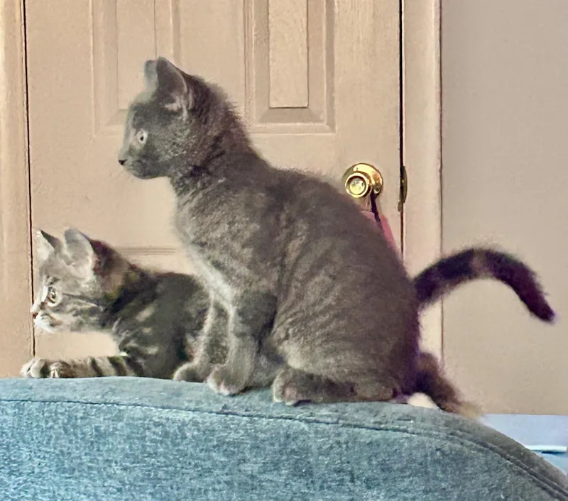 Honeybear & Tabitha thumbnail 2
