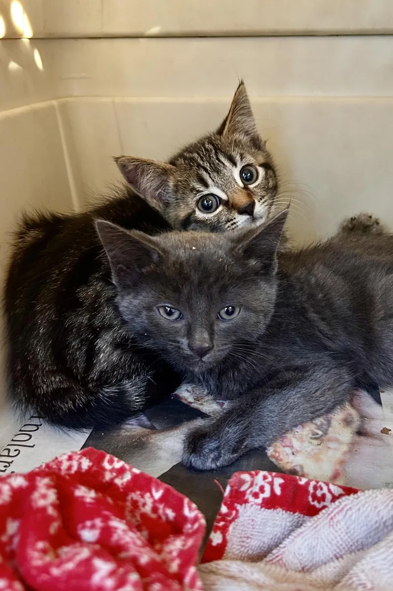 Honeybear & Tabitha thumbnail 3