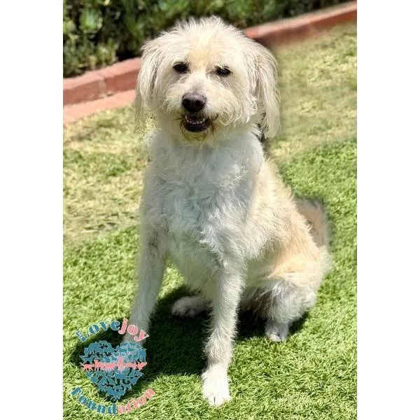 An adult medium-sized female White / Cream Terrier dog named Pearl Coh for adoption in Inglewood, CA
