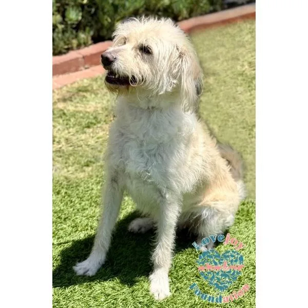 Pearl Coh thumbnail 2