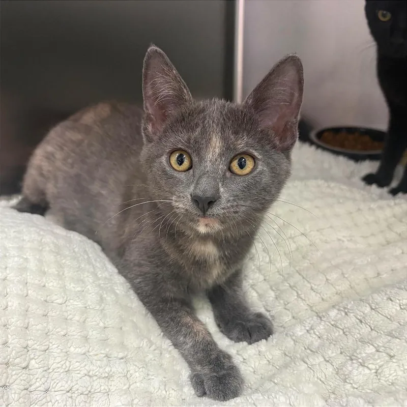 A baby small-sized female Domestic Short Hair cat named Angie for adoption in Fort Lauderdale, FL