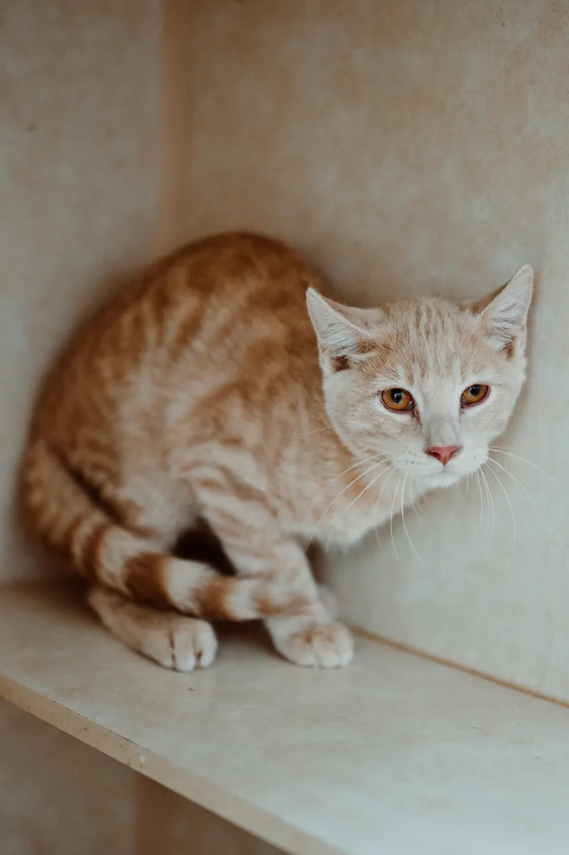A young medium-sized male Buff / Tan / Fawn Domestic Short Hair cat named Bogart for adoption in Le Mars, IA