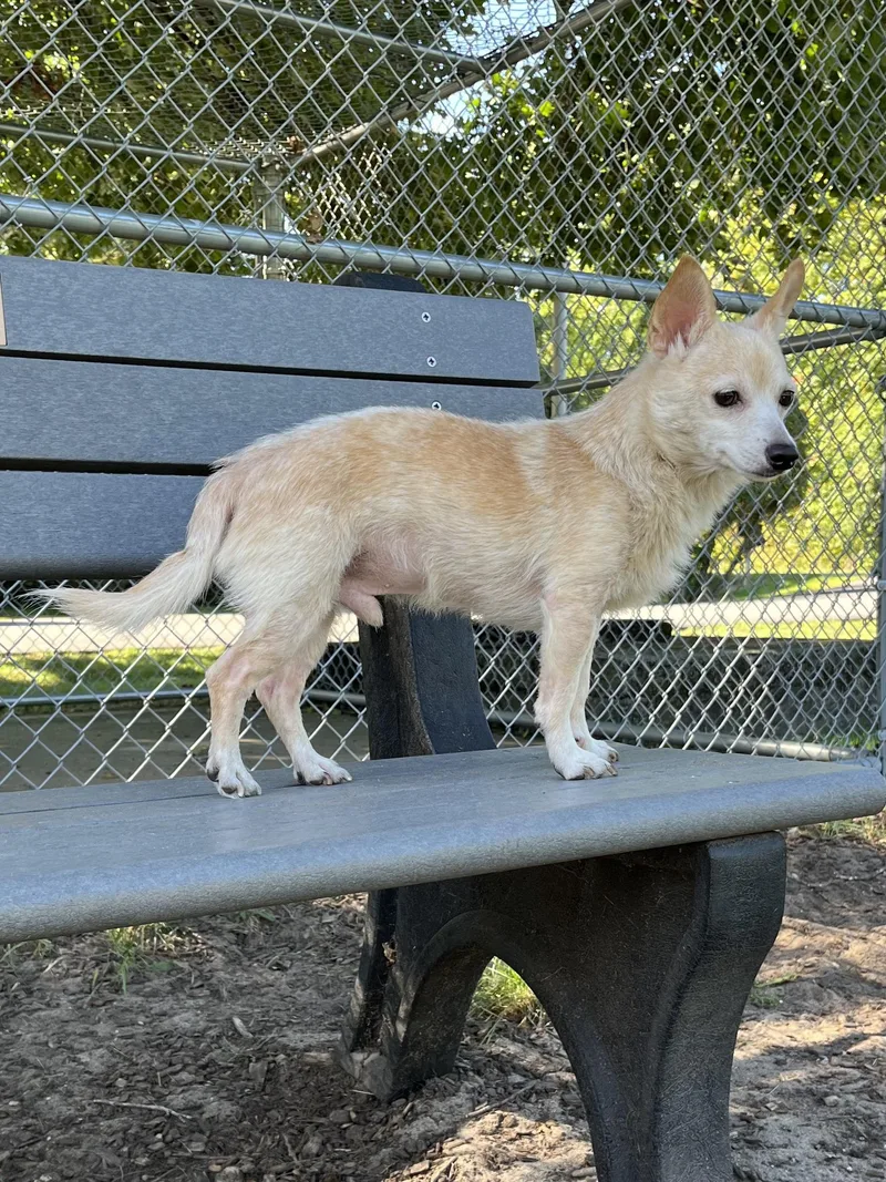 An adult small-sized male Chihuahua dog named Norman for adoption in Mount Pleasant, MI