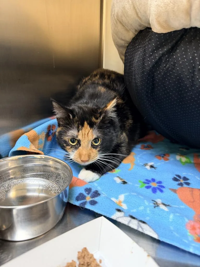 Twilight thumbnail 2