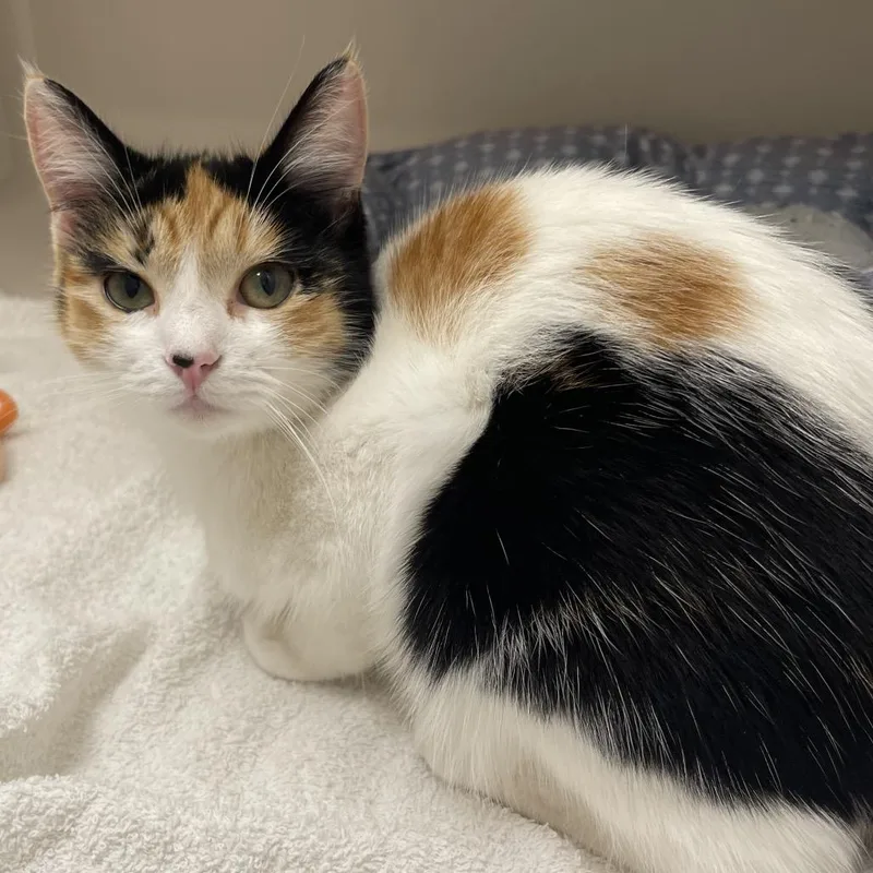 A young small-sized female Calico Domestic Short Hair cat named Leona for adoption in Sarasota, FL