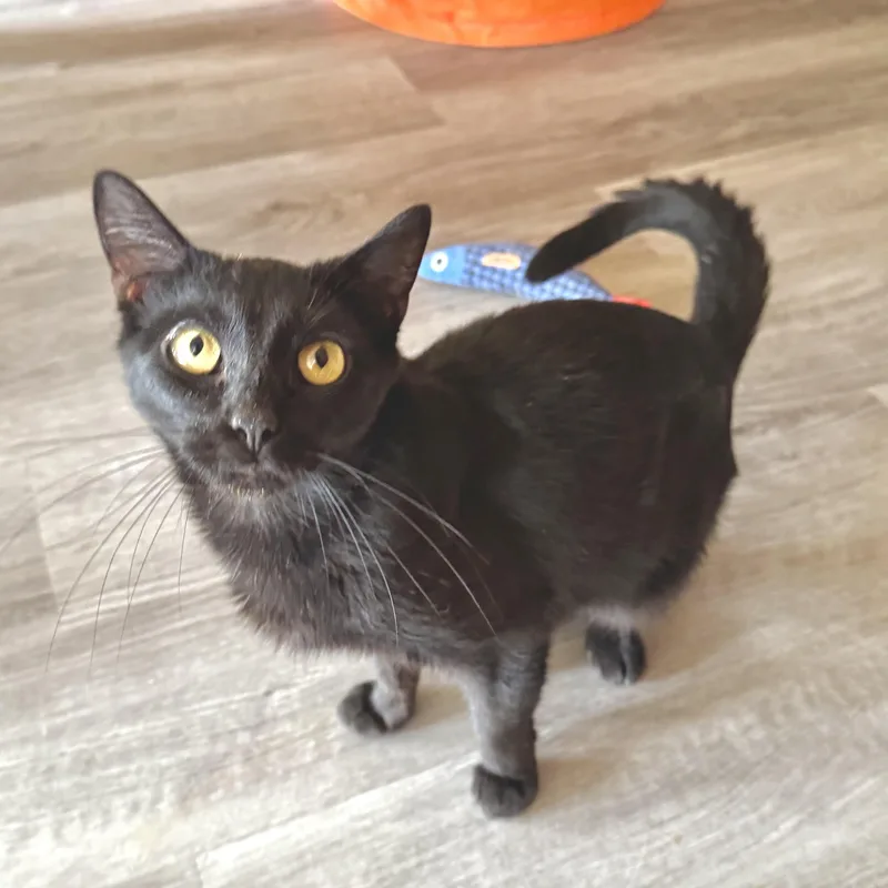 An adult medium-sized female Black Domestic Short Hair cat named Luna for adoption in North Tonawanda, NY