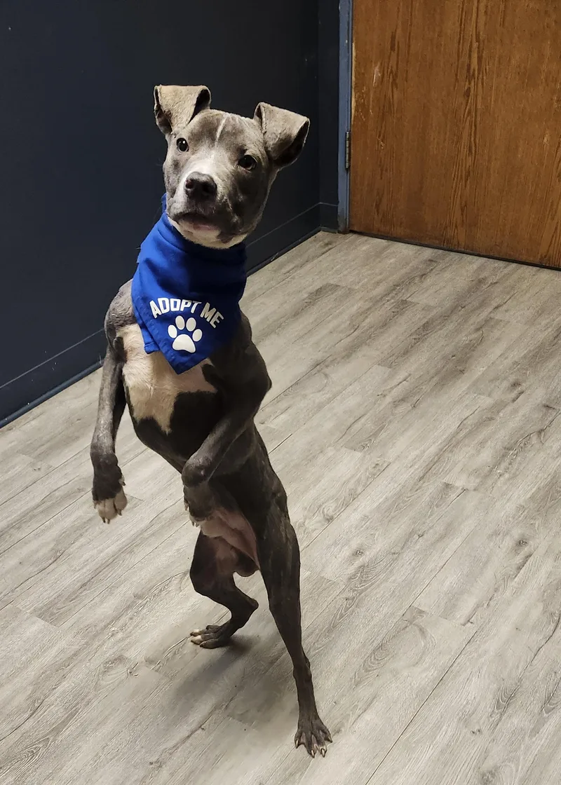 A young medium-sized male Gray / Blue / Silver Pit Bull Terrier dog named Benny Deadman for adoption in Mansfield, OH