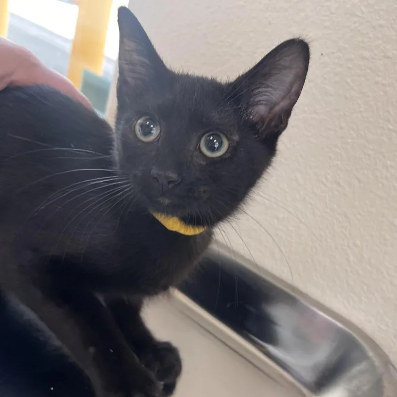 A baby small-sized male Black Domestic Short Hair cat named Rowan for adoption in Las Vegas, NV