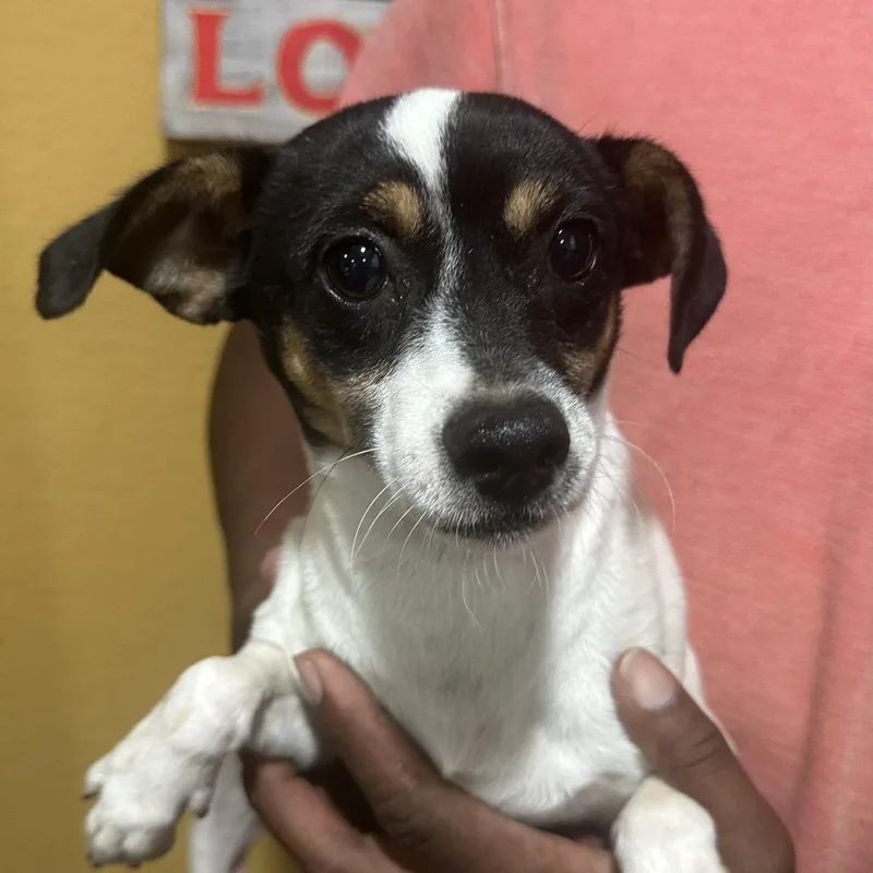 A baby medium-sized female Rat Terrier dog named Patsy Local November for adoption in Brookshire, TX