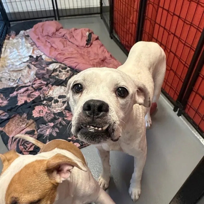 An adult medium-sized female White / Cream Boxer dog named Rosalie for adoption in Austin, TX