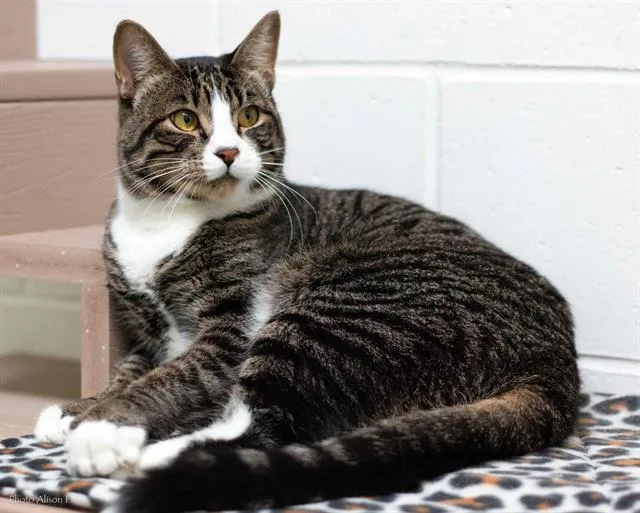 An adult medium-sized male Domestic Short Hair cat named Venon for adoption in Albuquerque, NM