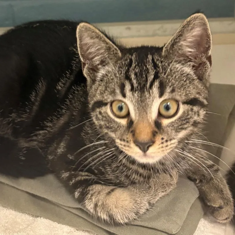 A baby small-sized male Gray / Blue / Silver Domestic Short Hair cat named Baloo for adoption in East Hanover, NJ
