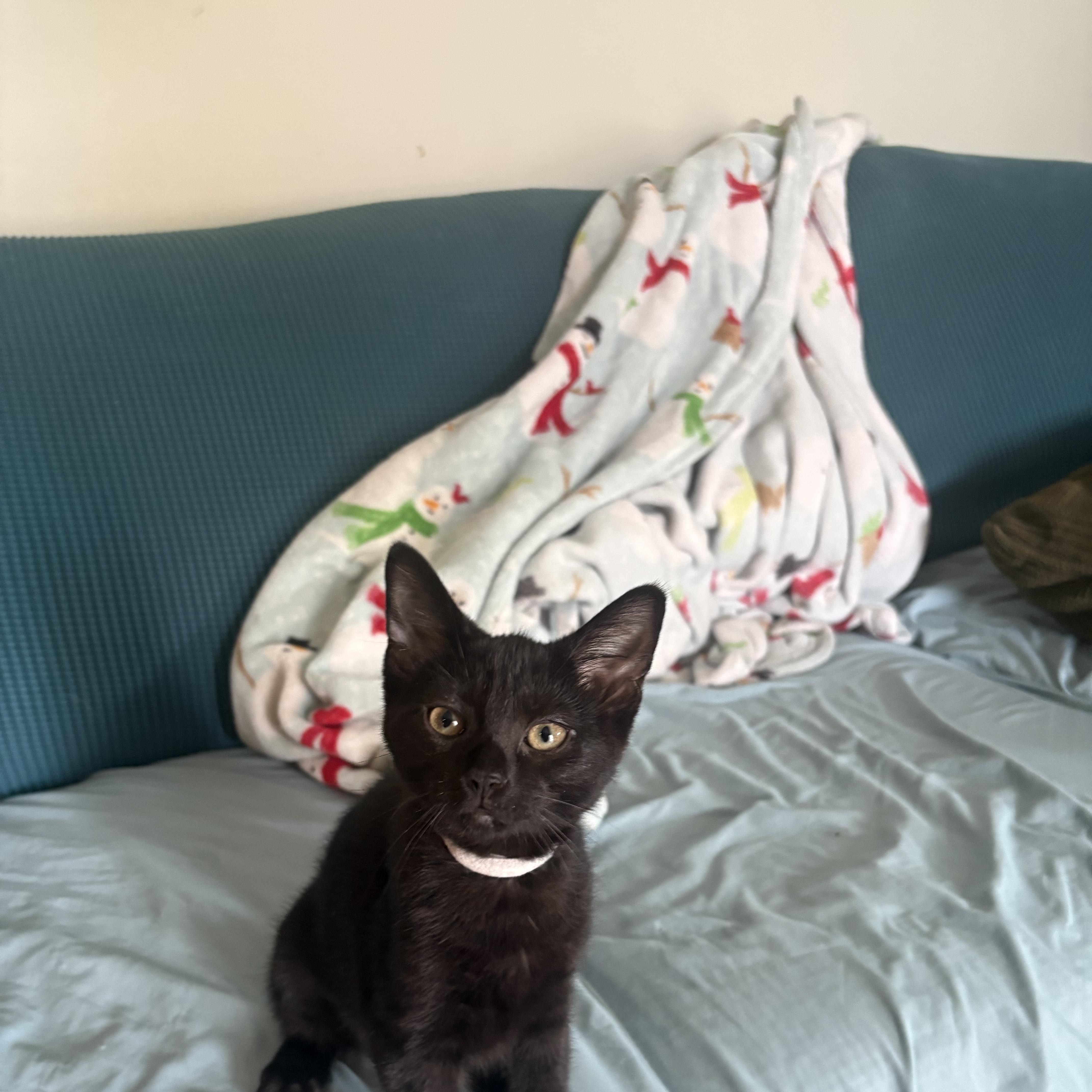 A baby small-sized female Black Domestic Short Hair cat named Korma for adoption in Warminster, PA