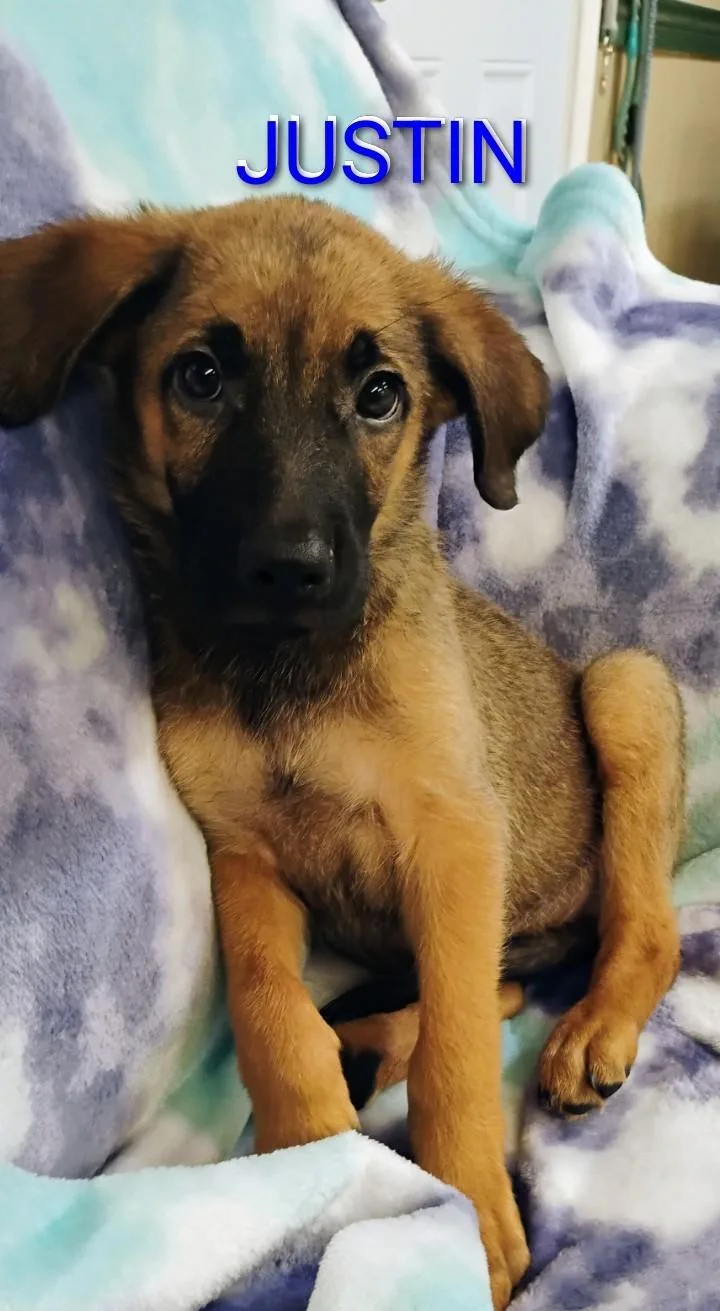 A baby medium-sized male Black German Shepherd Dog dog named Justin for adoption in Saint Jo, TX