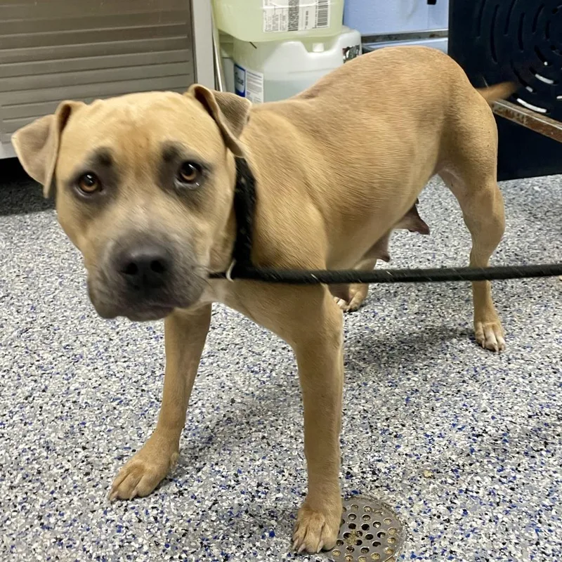 A young medium-sized female Yellow / Tan / Blond / Fawn Mixed Breed dog named Queen Bee for adoption in Yanceyville, NC